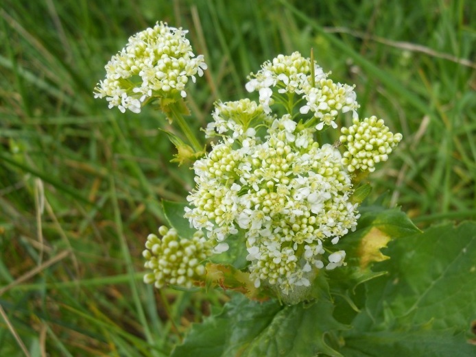 Cardaria draba  (=Lepidium draba)